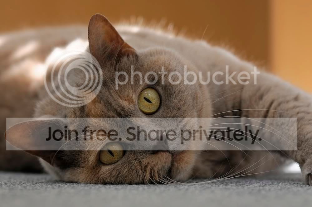 Cat_2010_0001.jpg