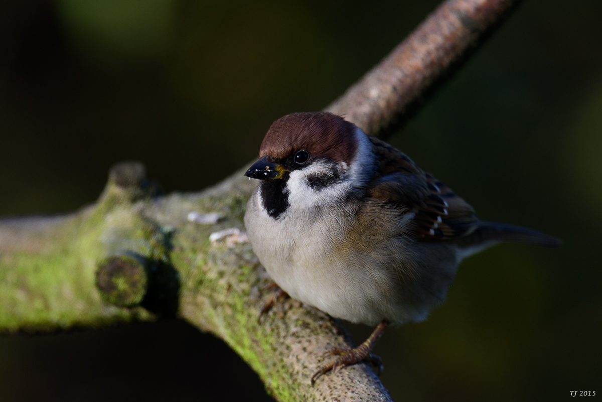 DSC_1269.jpg