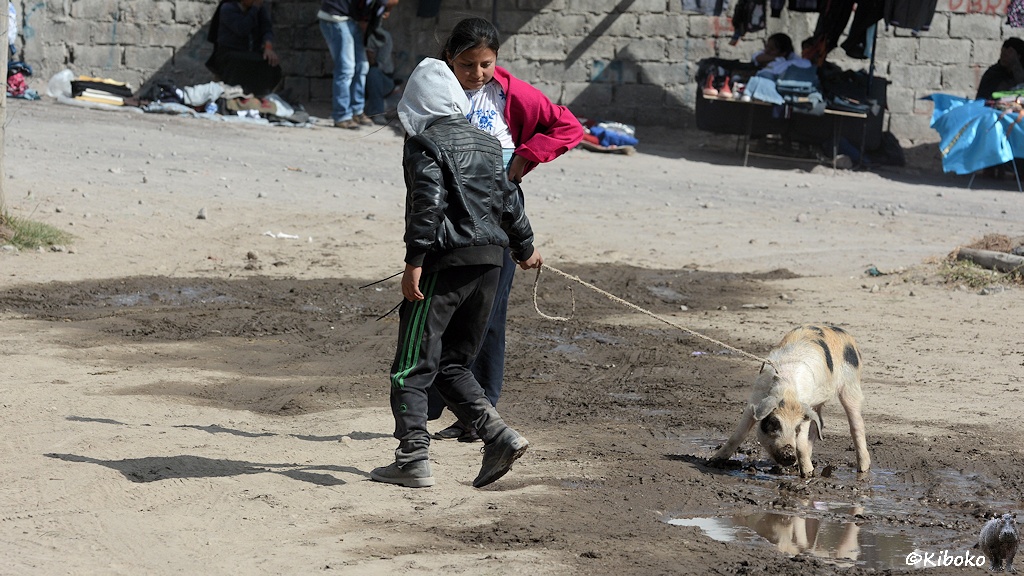 Das Bild zeigt einen jungen Mann von hinten, der ein hellgraues Schwein mit schwarzen Punkten an einen Strick hinter sich herzieht. Das Schwein ist stehengeblieben und schaut sehnsüchtig in eine Schlammpfütze.