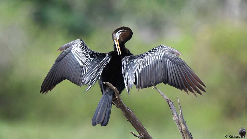 Das Bild zeigt einen schwarzbraunen Vogel mit ausgebreiteten Flügeln auf einem trockenen Ast sitzen. Der Vogel hat einen langen Hals und einen langen, spitzen, beigen Schnabel. Mit der Schnebelspitze kratzt er sich im Nacken.
