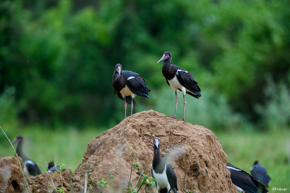 Uganda%200676.jpg