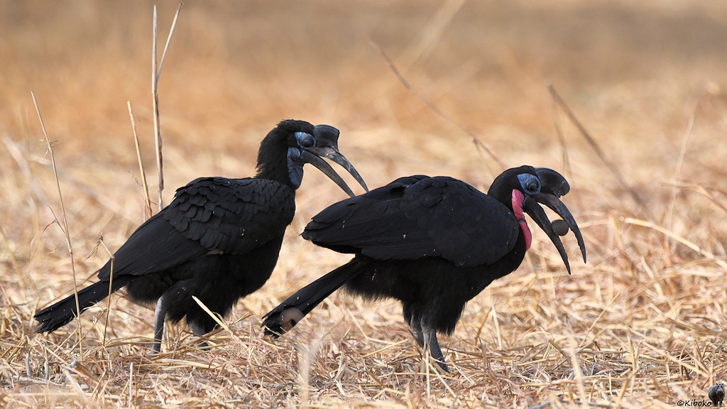 s484_Zakouma_AbyssinianGroundHornbill_7217.jpg