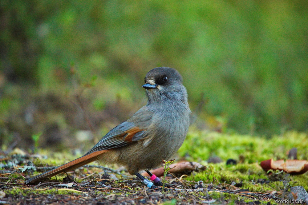 skotPhos.de_143211.759_SE.JPG