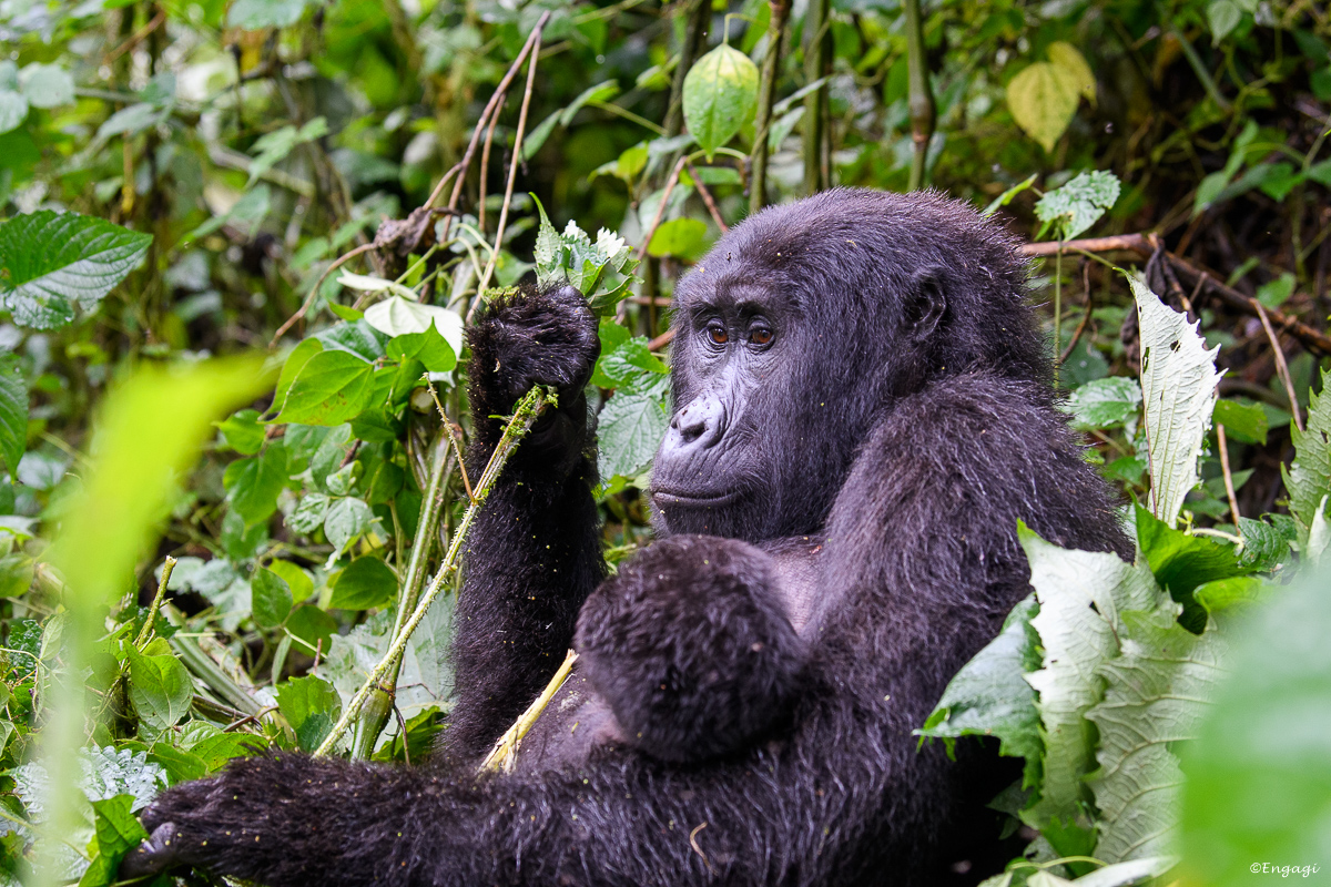 Uganda%201941.jpg