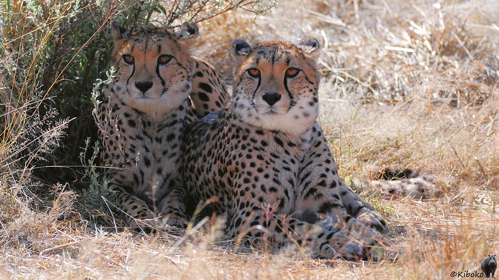 Zwei Geparden liegen im schatten eines Grasbusches