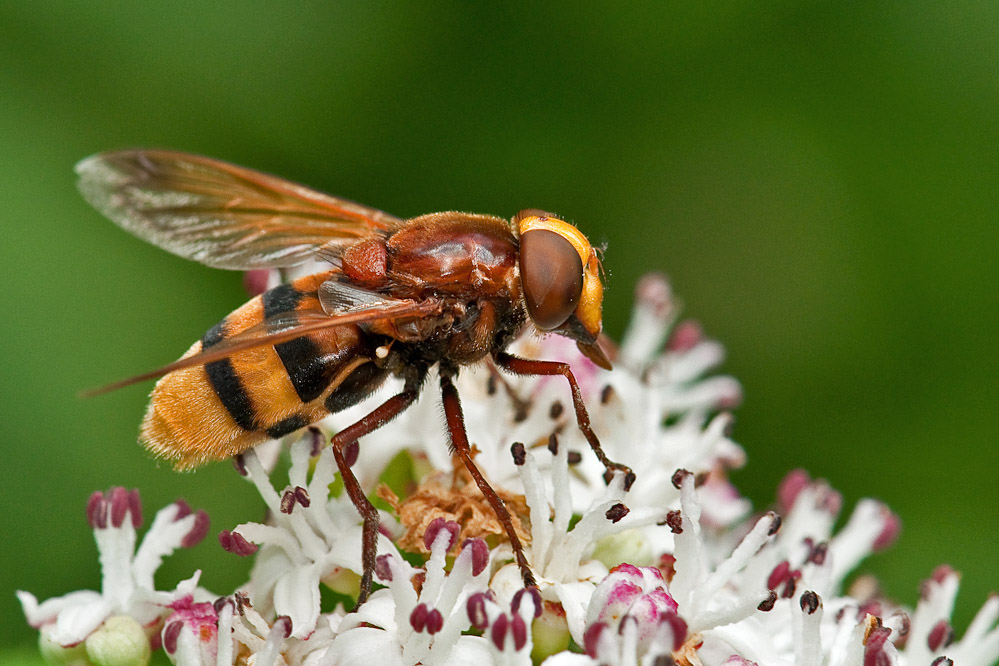 web-volucella-zonaria-ifwil-100810.jpg