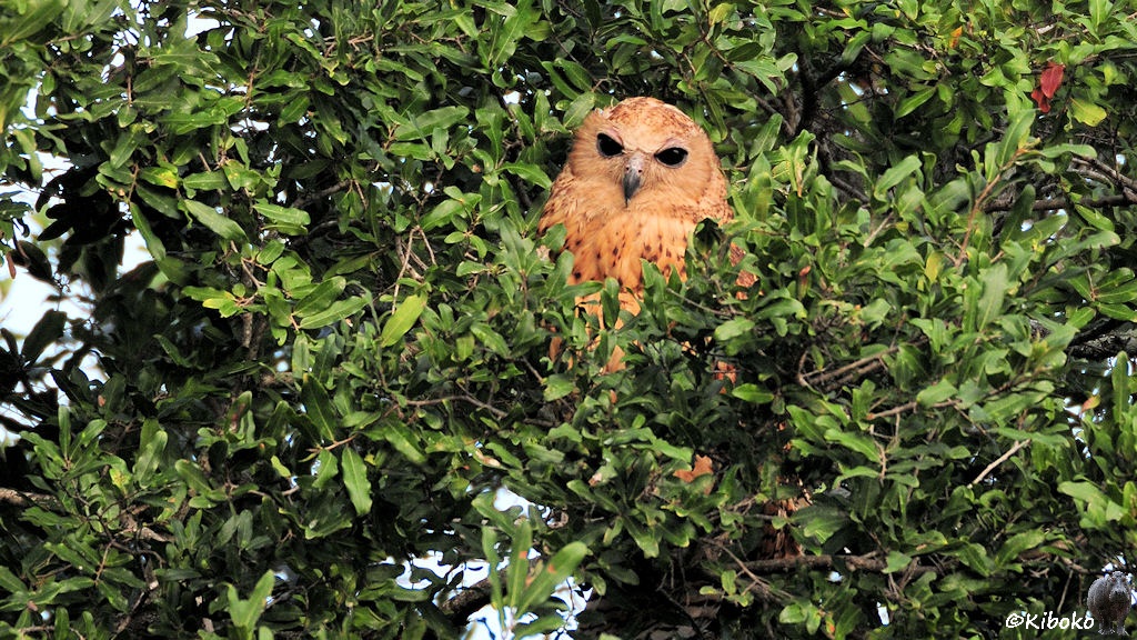 Das Bild zeigt eine große braungefleckte Eule in einem Laubaum. Nur der Kopf ist sichtbar. Der restliche Körpfer versteckt sich hinter dichtem Blattwerk.