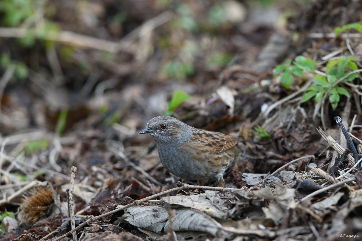 DSC_8148.jpg