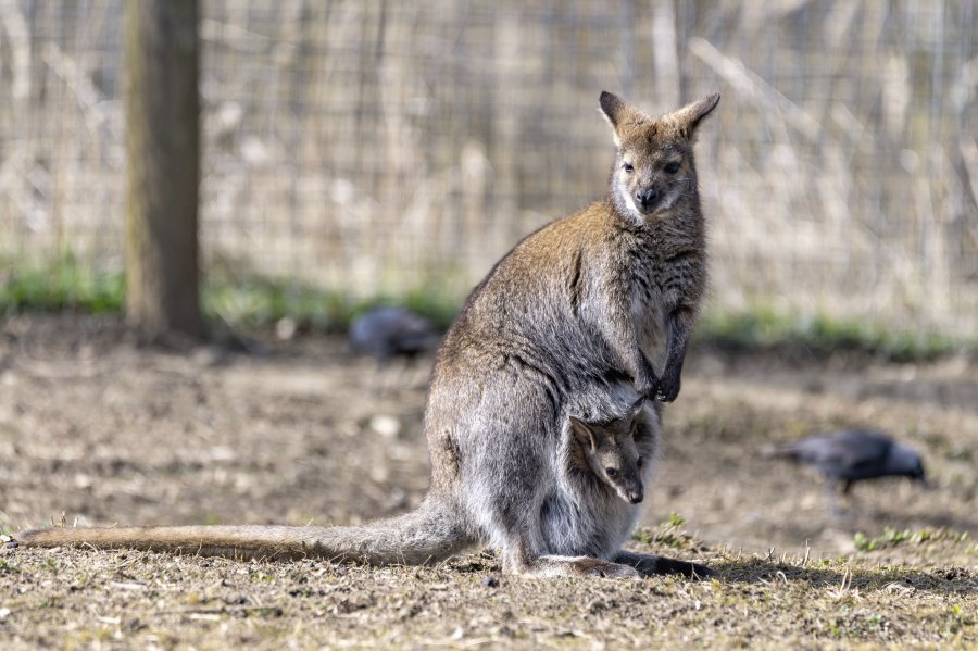 tierpark_haag23_70.jpg
