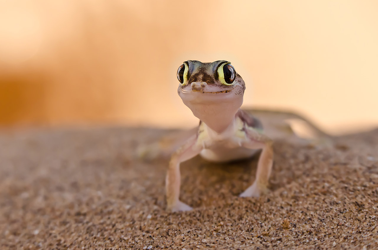 namibia_palmatogecko_2.jpg