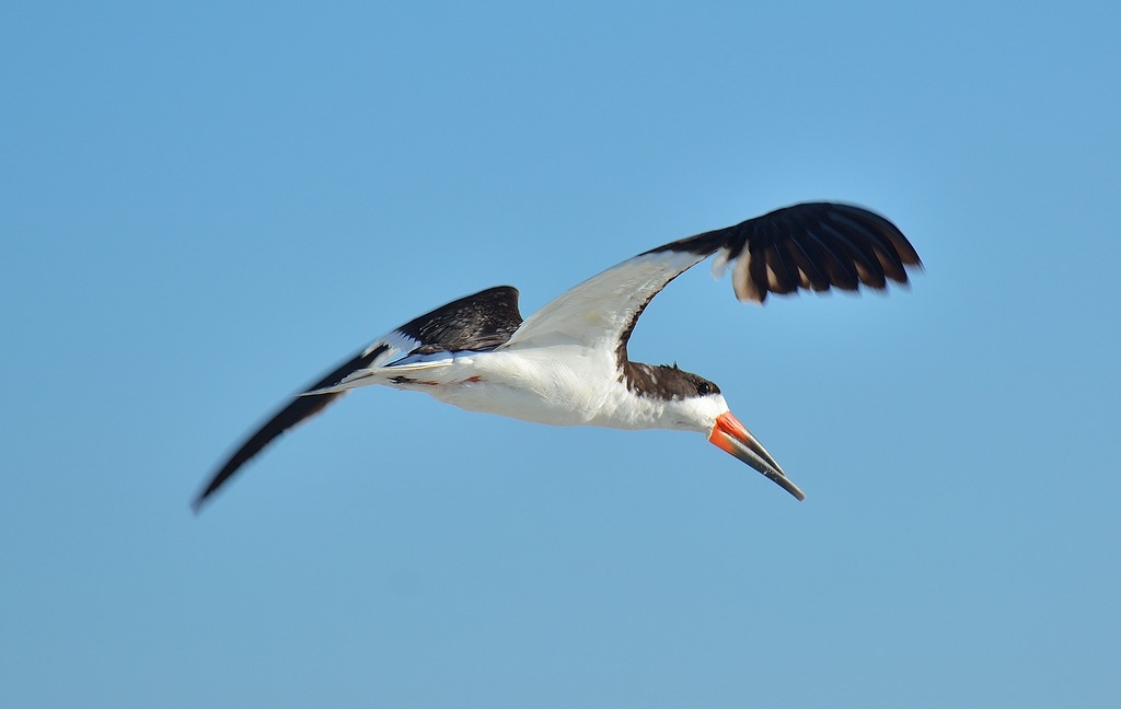 BlackSkimmer2.jpg