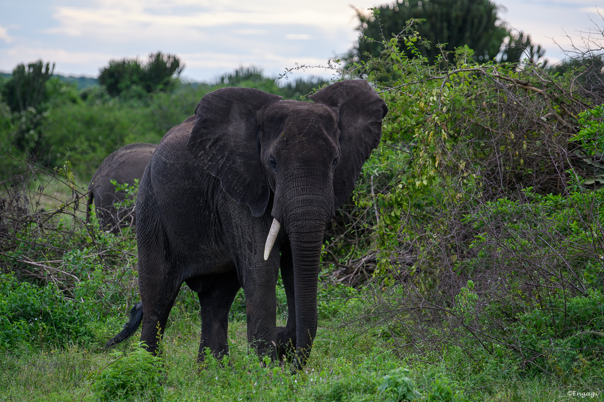 Uganda%201185.jpg
