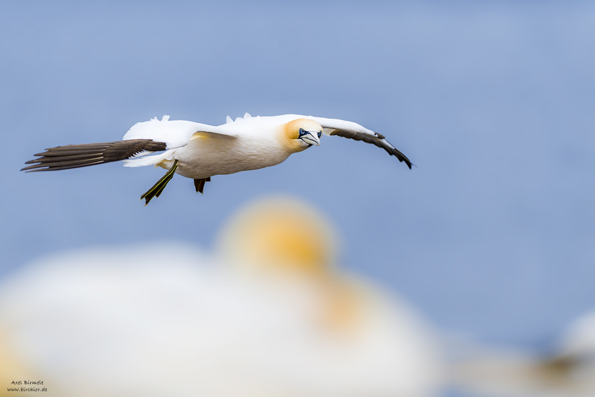 20190501_0317_PS_LAB_1200Px.jpg