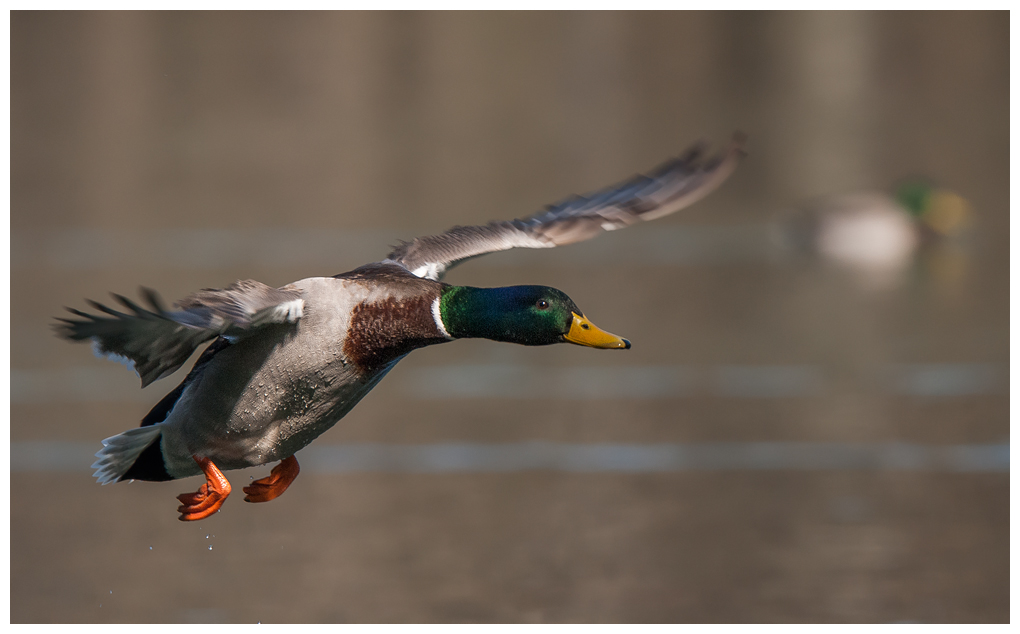 Entemaennlichfliegend005.jpg
