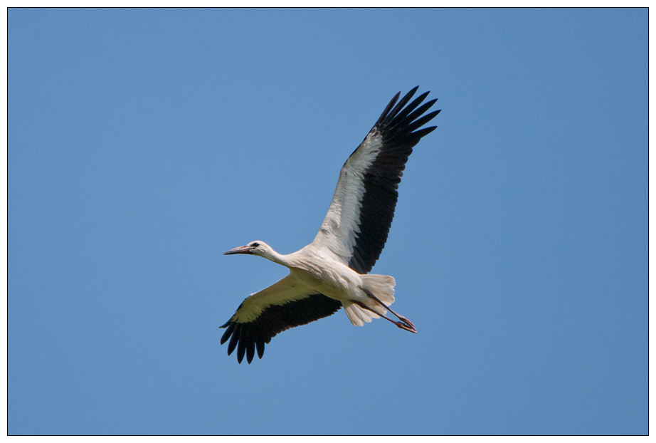 Storch0003.jpg