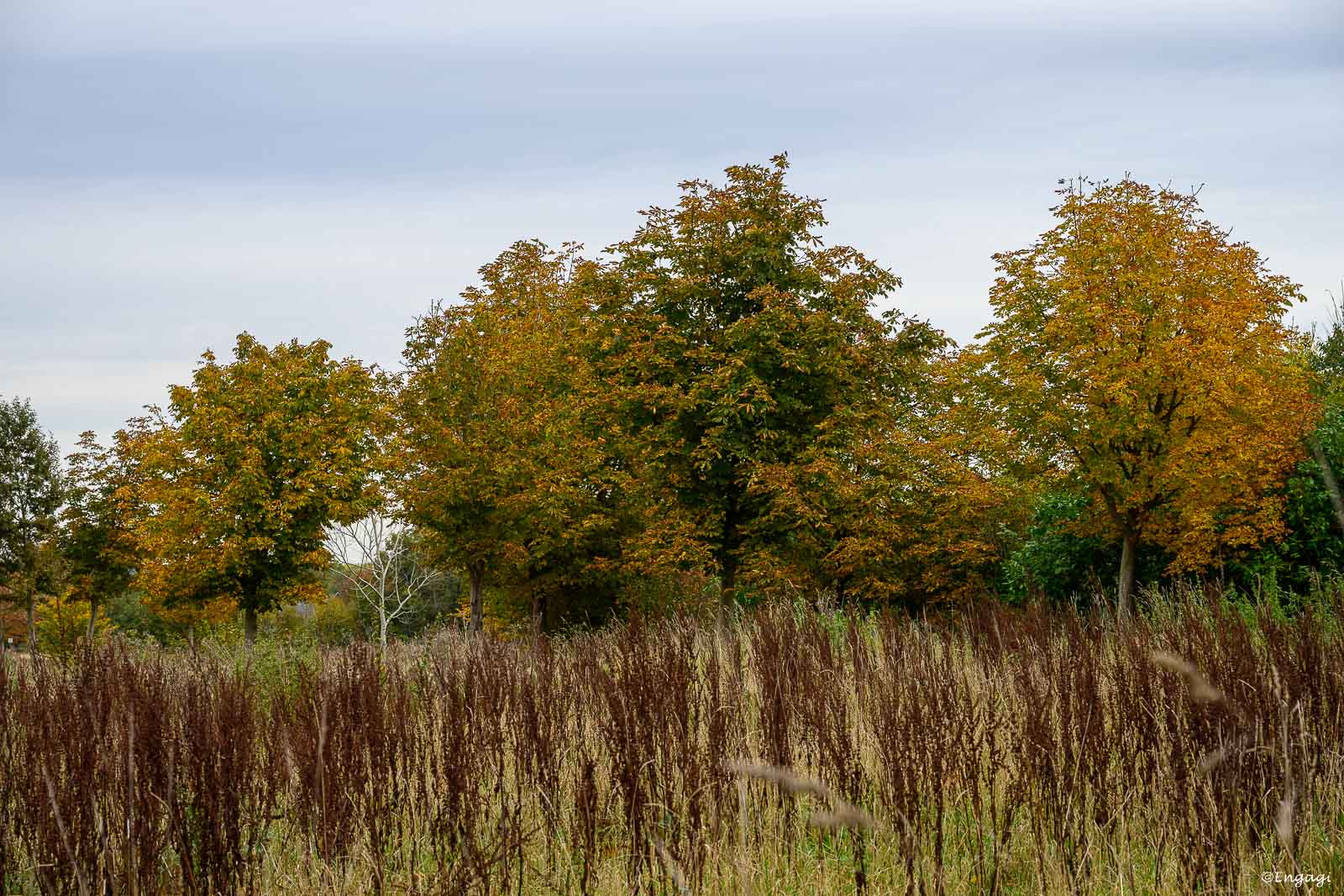 DSC_5357.jpg