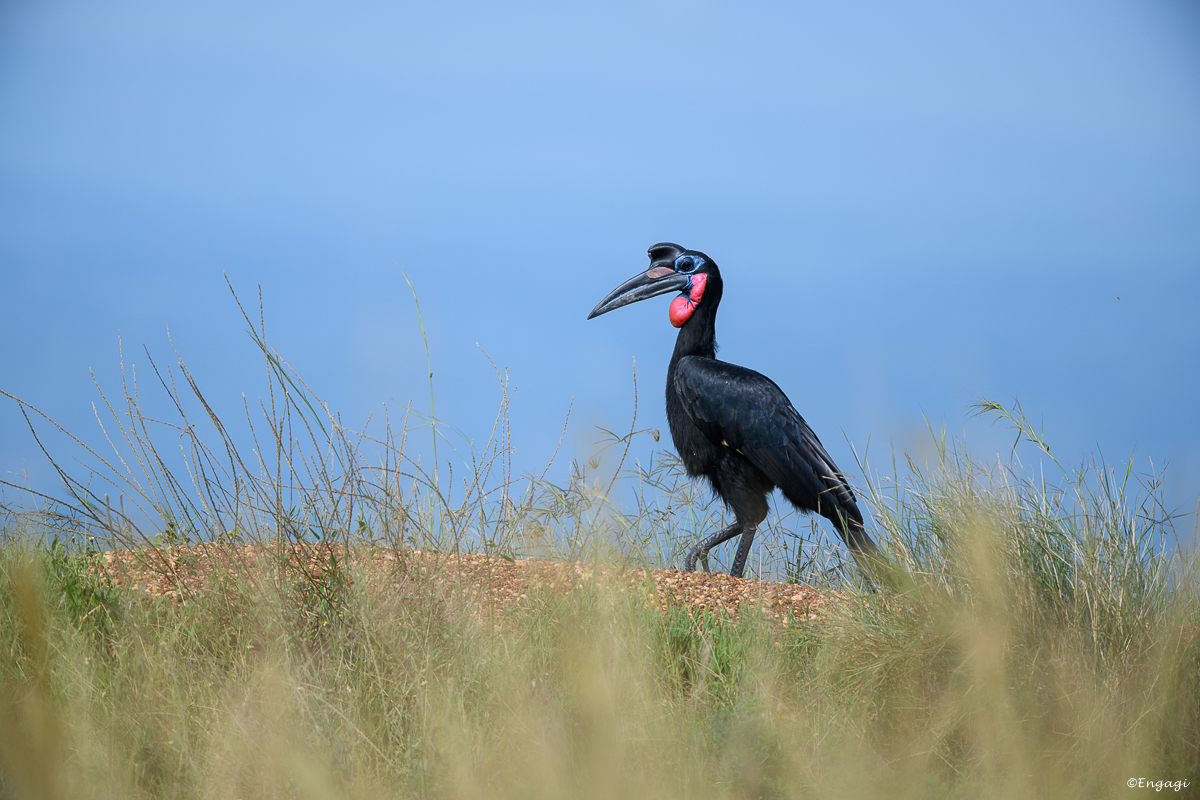 Uganda%200262.jpg