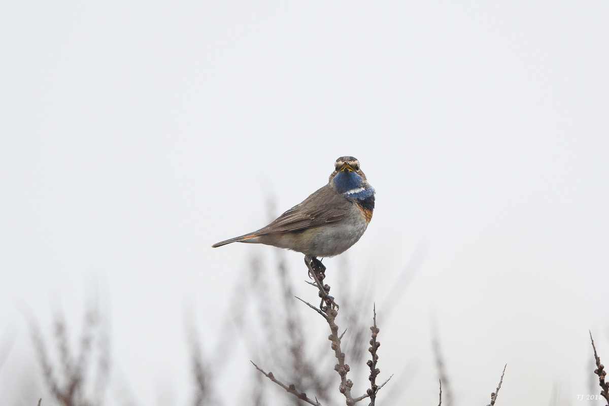 DSC_4609.jpg