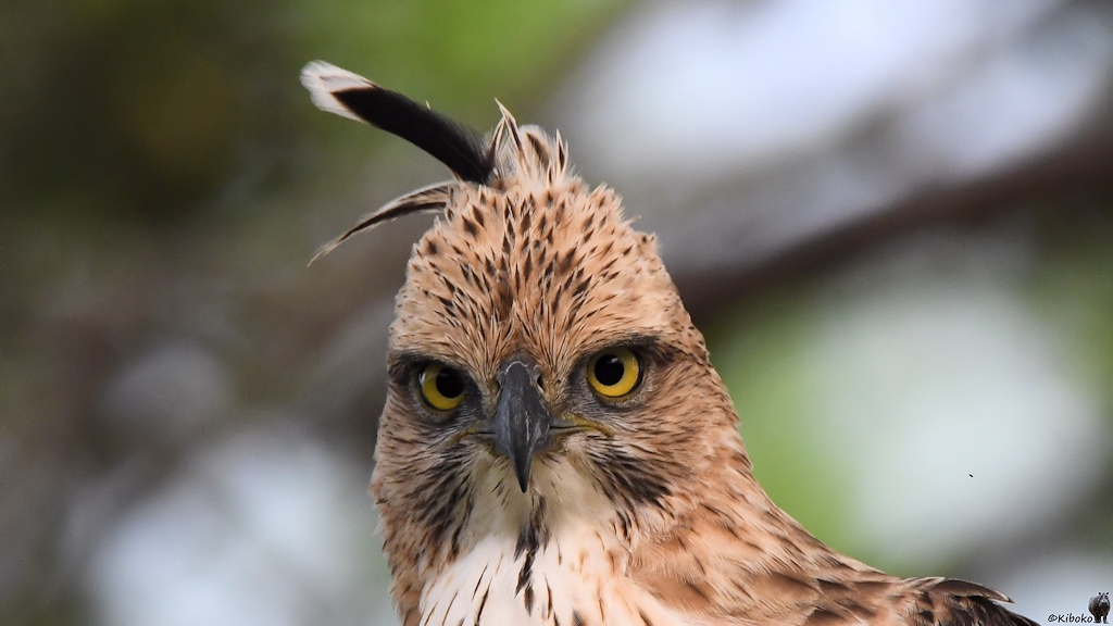 Porträt eines hellbraunen Raubvogels mit gelben Augen, spitzen schwarzen Hakenschnabel und aufgerichteter Feder auf dem Kopf.
