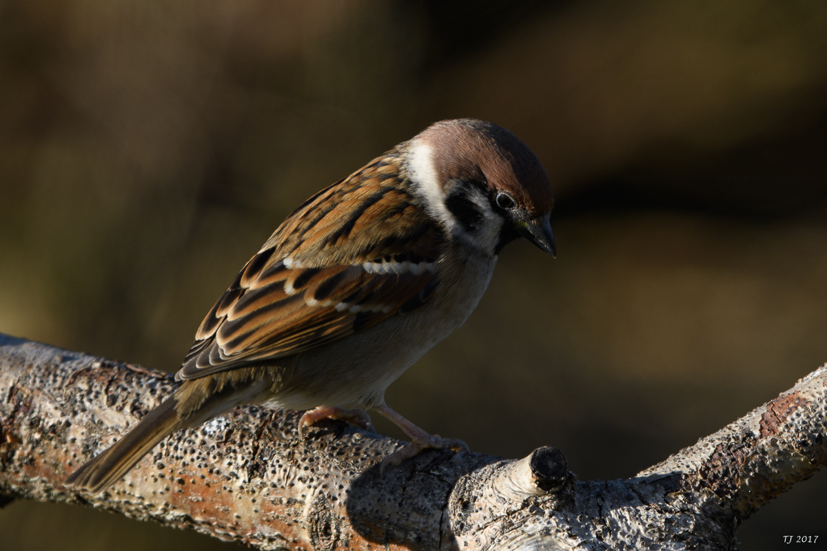 DSC_0758.jpg