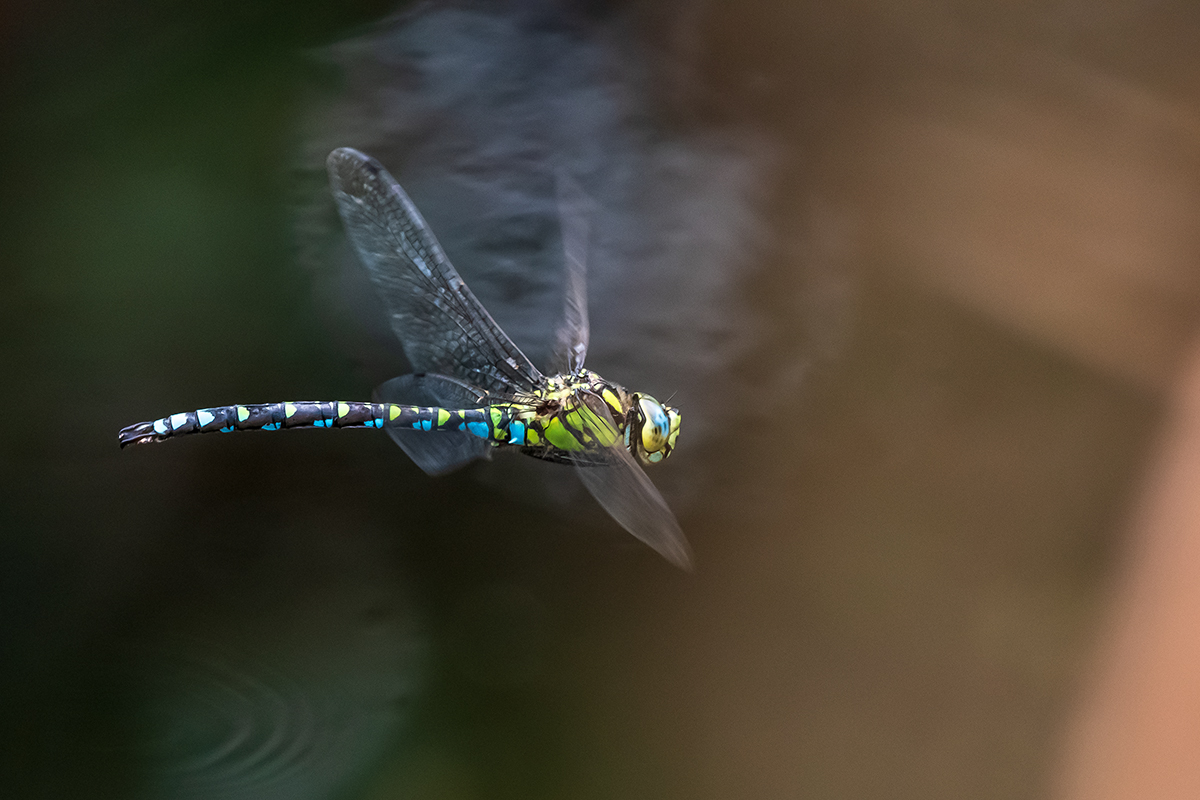 20200921_D500_2997NF.jpg