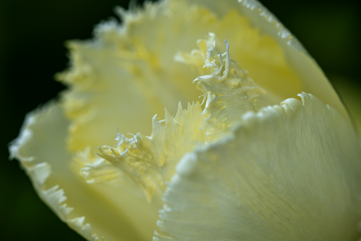 20180501_D850_0086vNF.jpg