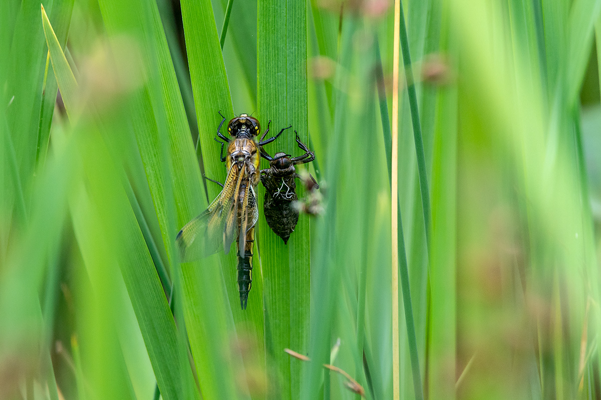 20180614_D500_1492NF.jpg