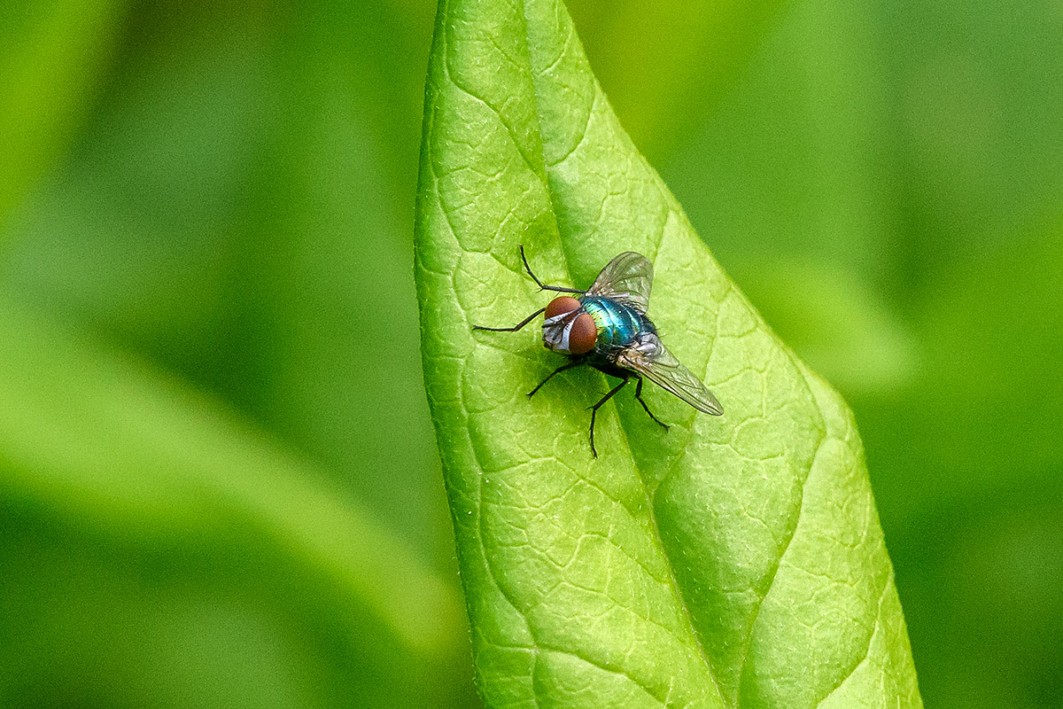 20180609_D500_0946NF.jpg