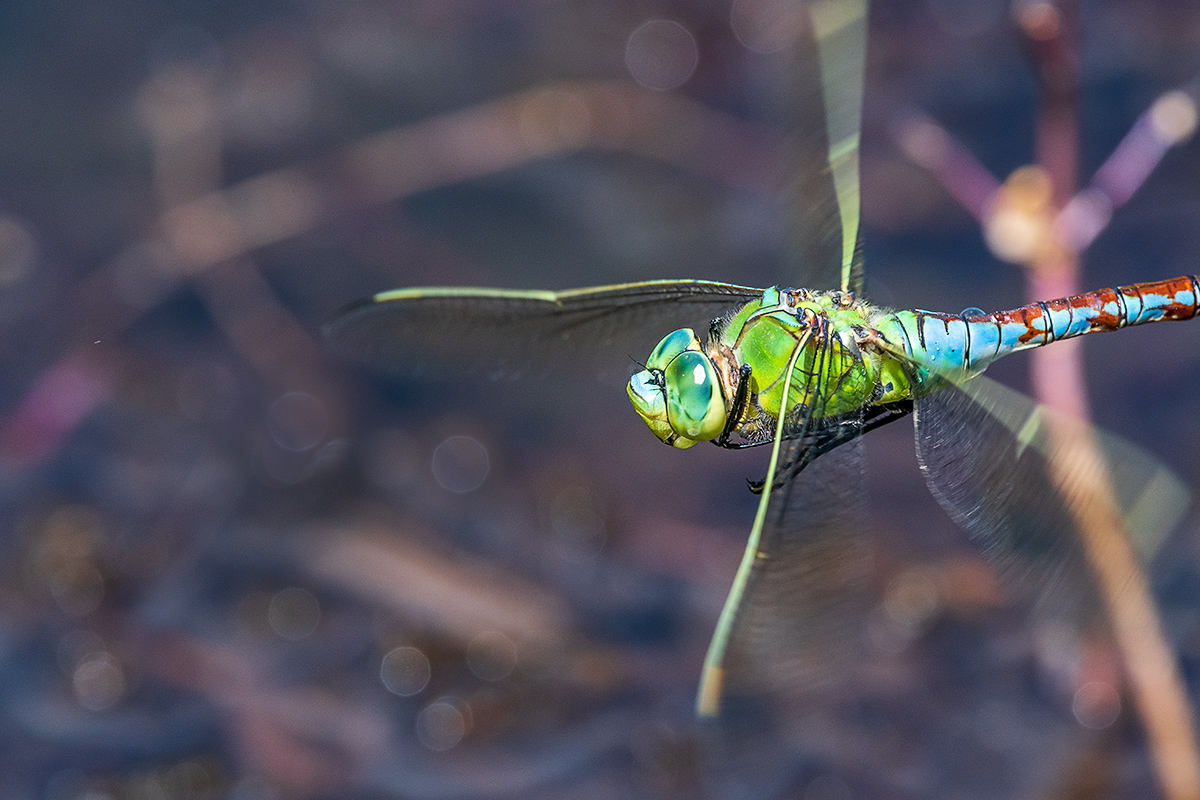 20190628_D500_1556NF.jpg
