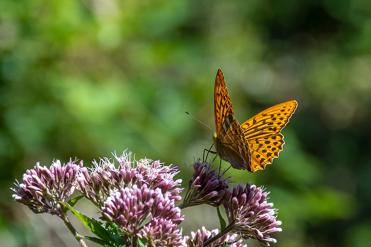 20180719_D500_2161NF.jpg