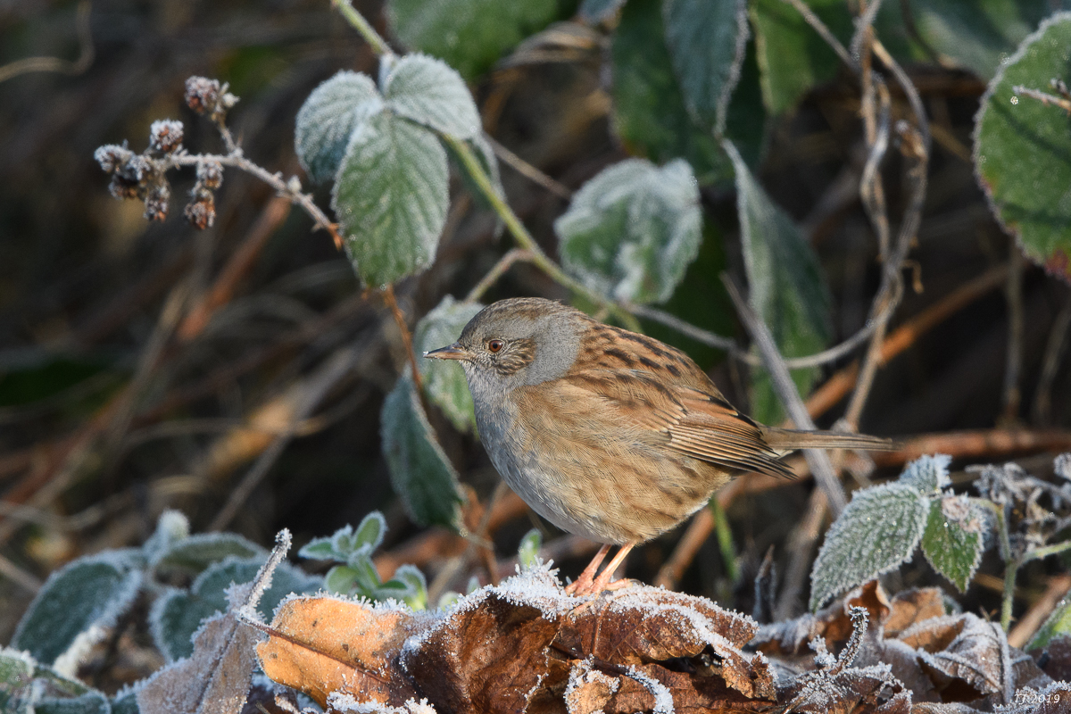 DSC_7104.jpg