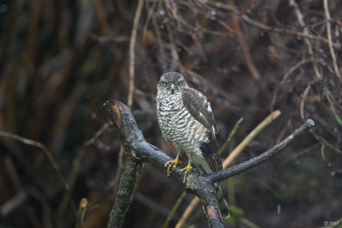 DSC_3211.jpg