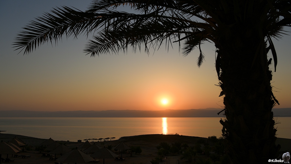 Palme im Sonnenuntergang