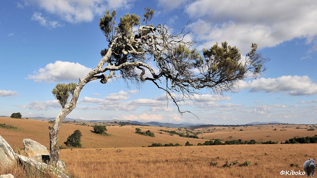 Das Bild zeigt einen dürren Nadelbaum vor einer weiten hellbraunen Graslandschaft. Der Stamm steht an Steinen am linken Bildrand. Die Hauptäste sind ganz stark nach rechts geneigt und ragen weit nach rechts über das Bild.