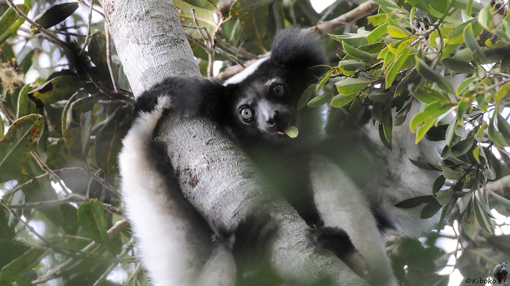Ein schwarz-weißer Lemur mit langen Armen und graugrünen Augen hängt an einem Baum und hat ein Blatt im Mund