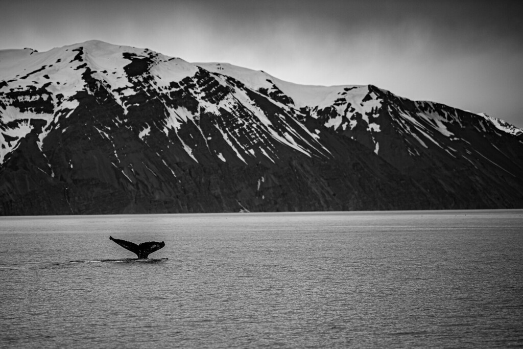 DSC_9197-XL.jpg