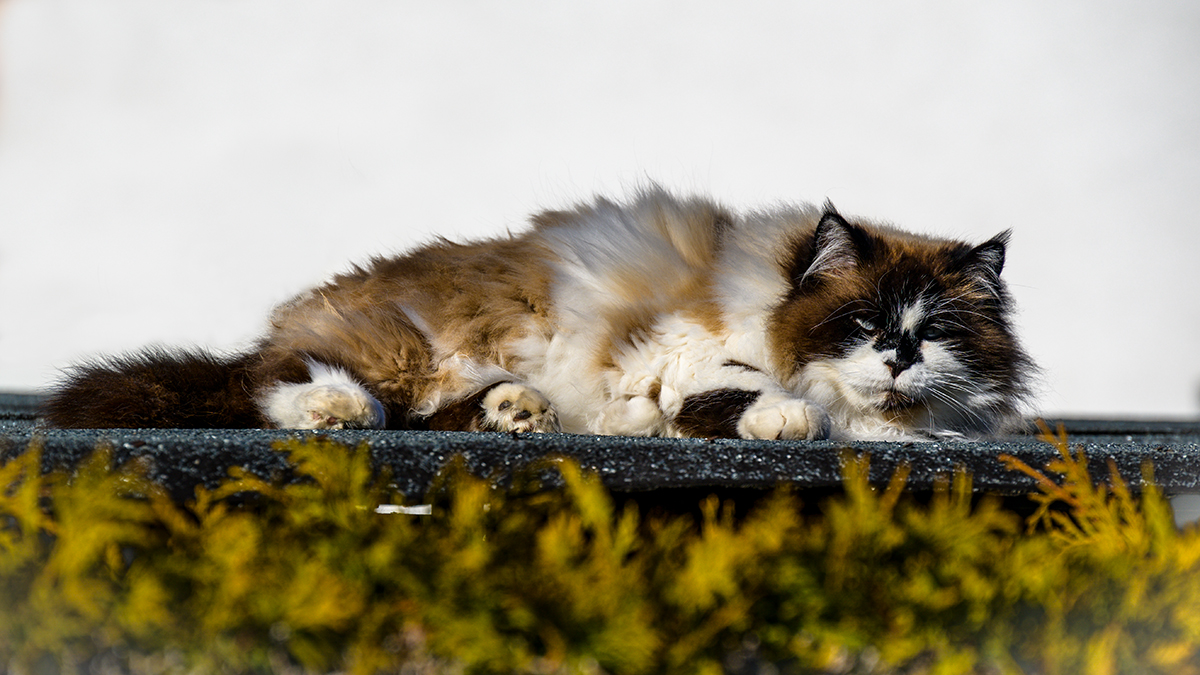 20201127_NZ6_3034wNF.jpg