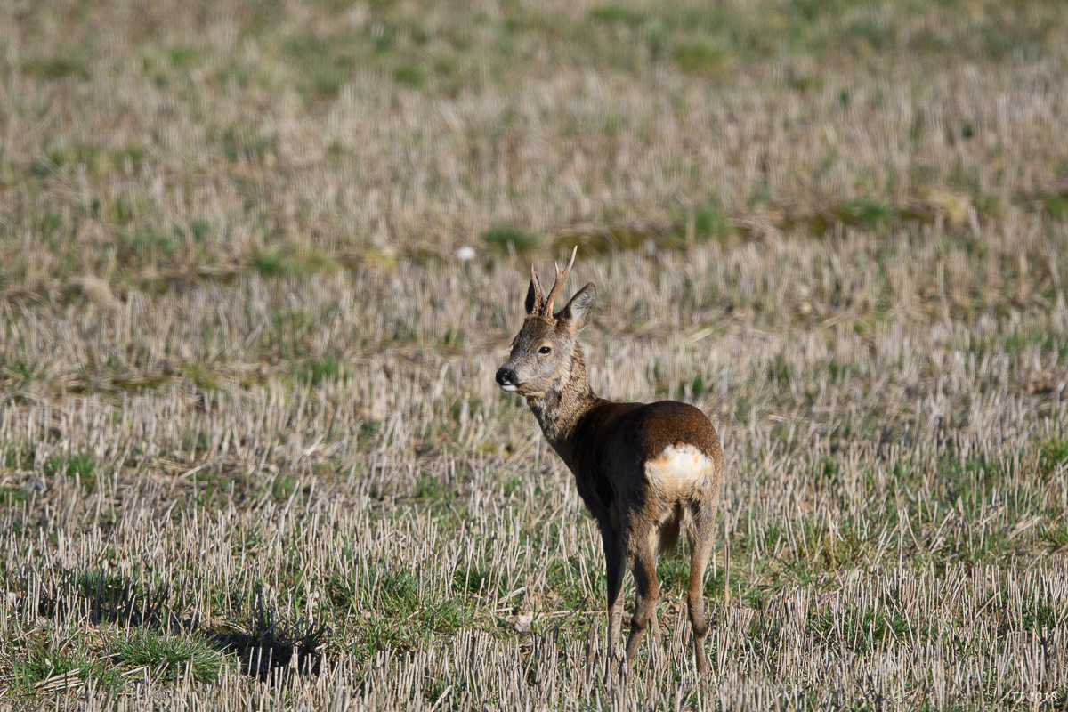 DSC_4740.jpg