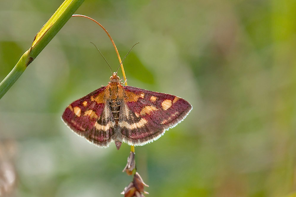 pyrausta.jpg