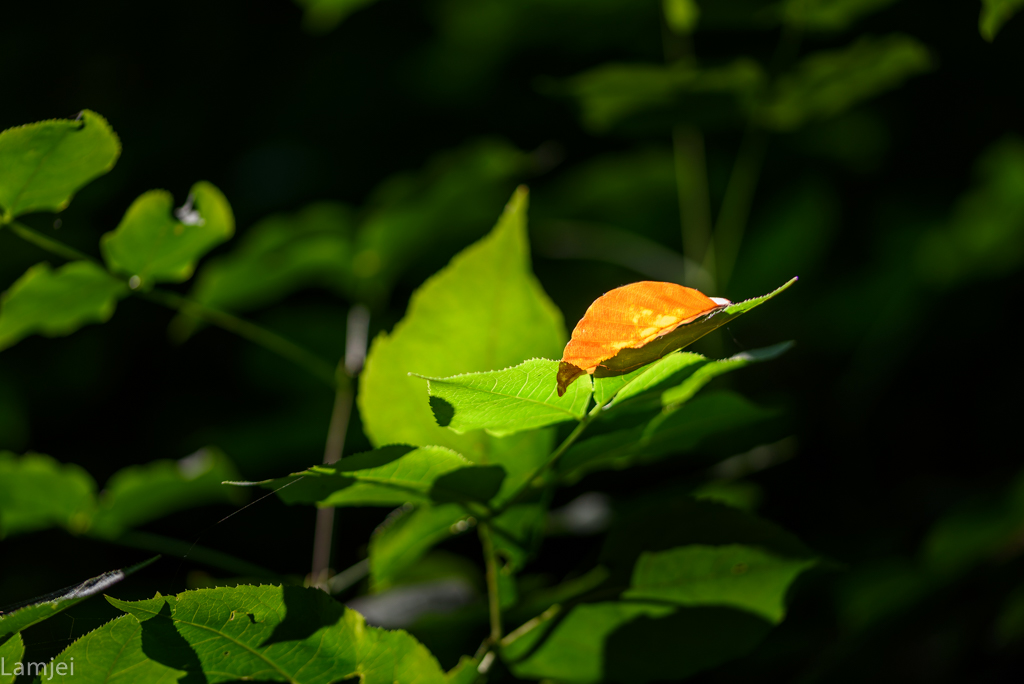 DSC_1212.jpg