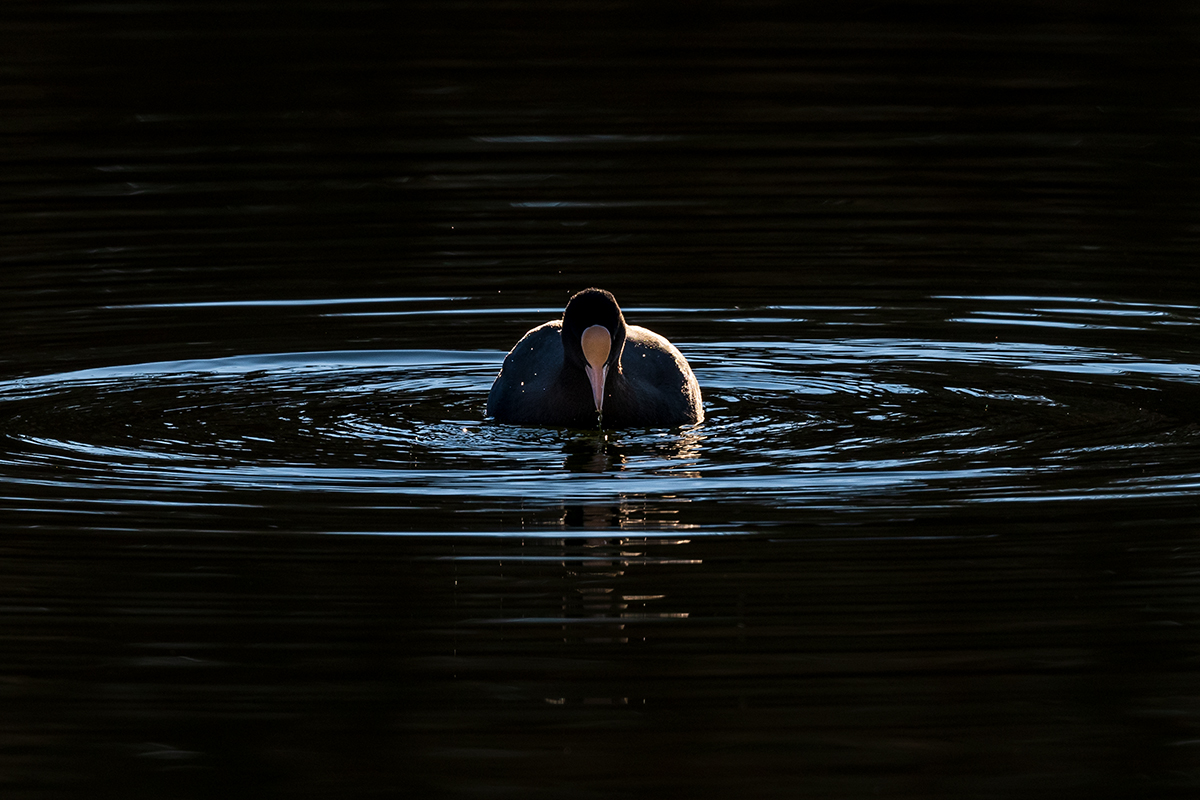 20201217_D500_1675NF.jpg