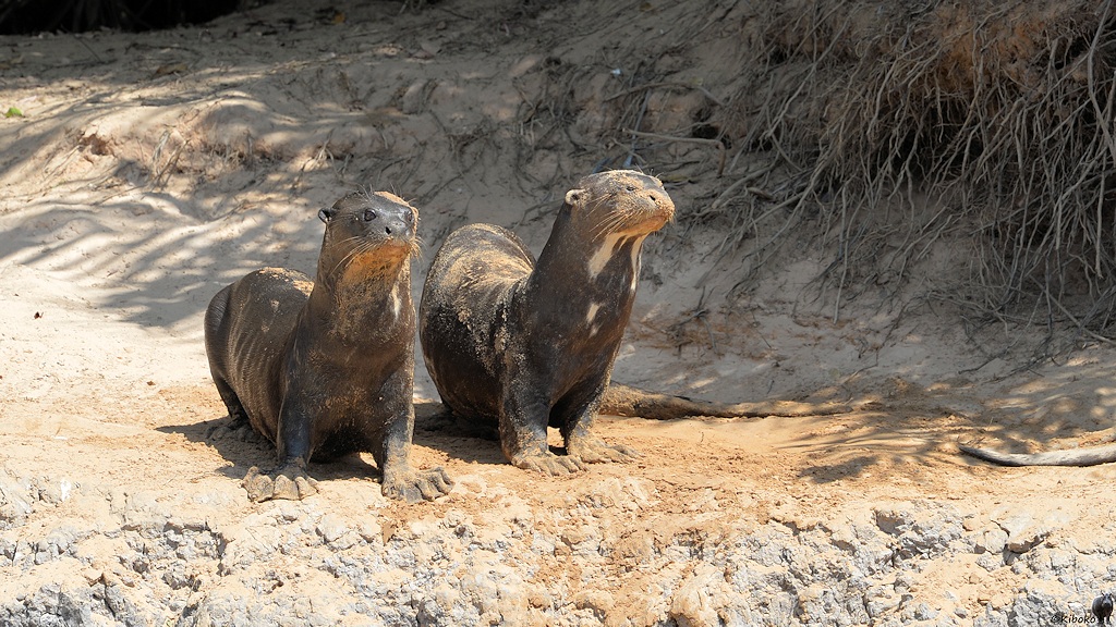 Zwei Riesenotter stehen oben auf dem Steilufer