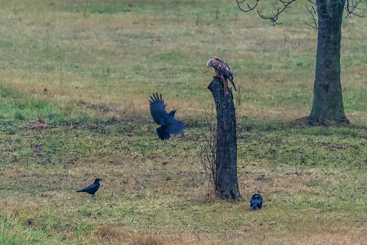 20201206_D500_0119NF.jpg