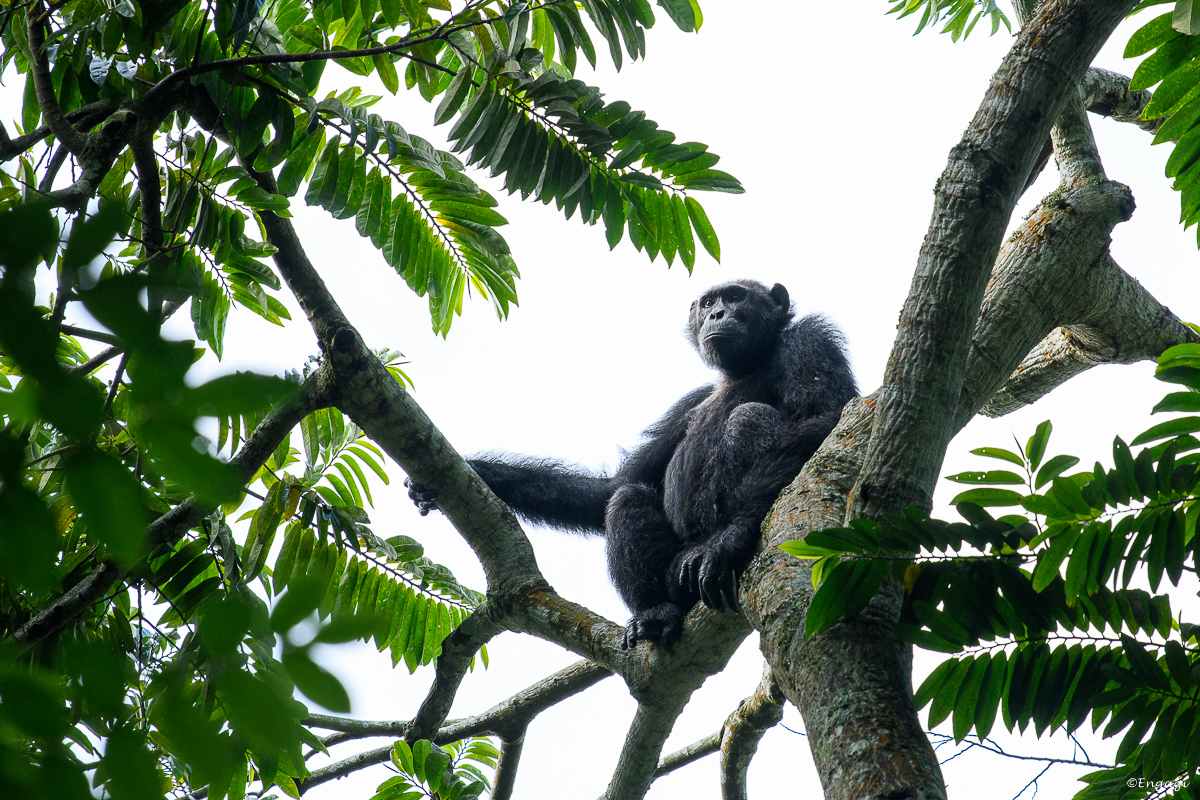 Uganda%201217.jpg