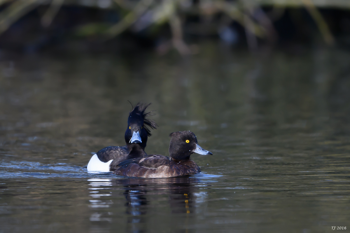 DSC_0463.jpg
