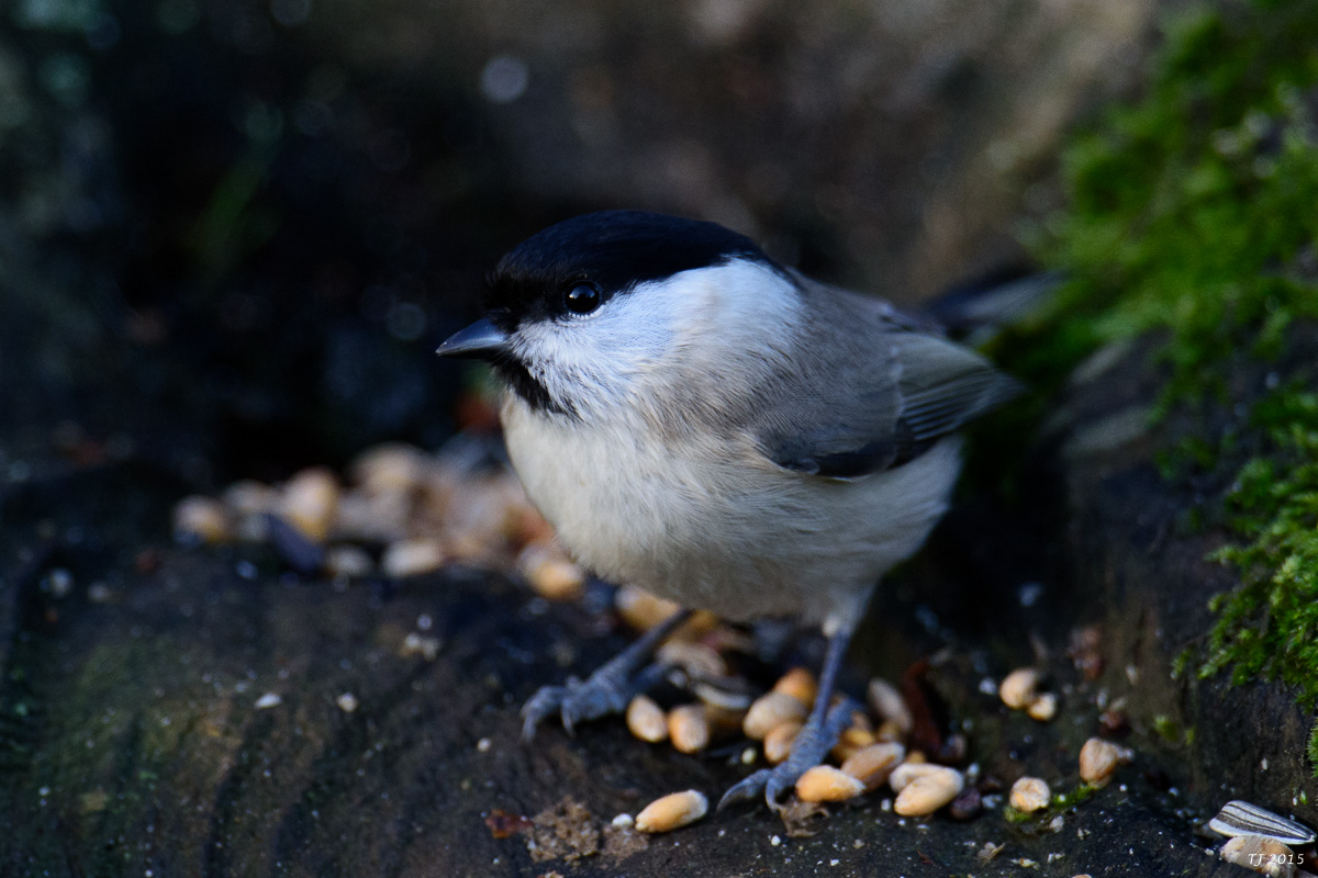 DSC_1291.jpg