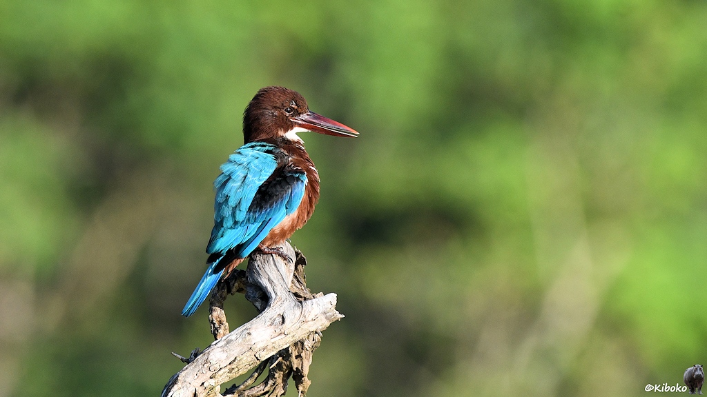 Das Bild zeigt einen dunkelbraunen Eisvogel mit kräftigen hellblauen Flügelfedern, weißer Kehle und massiven dunkelroten Schnabel.