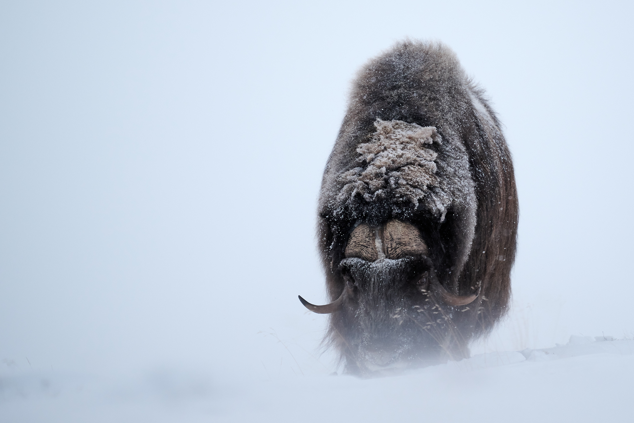 DSC_4778-X4.jpg