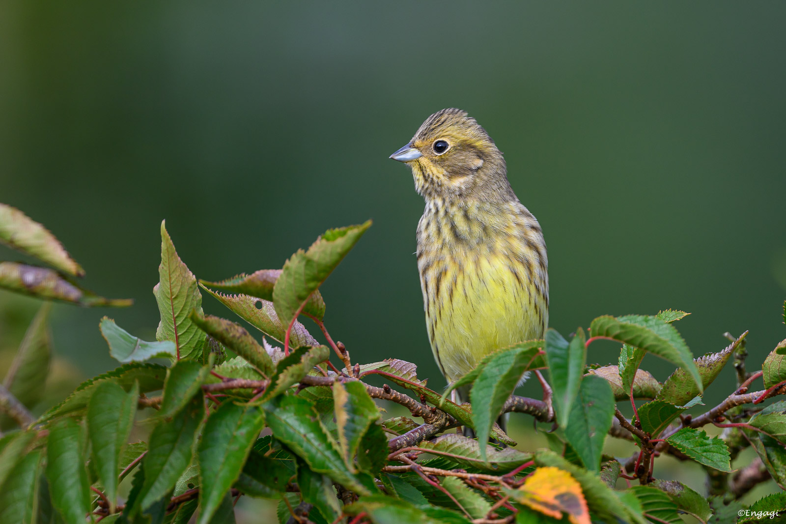 DSC_2694.jpg