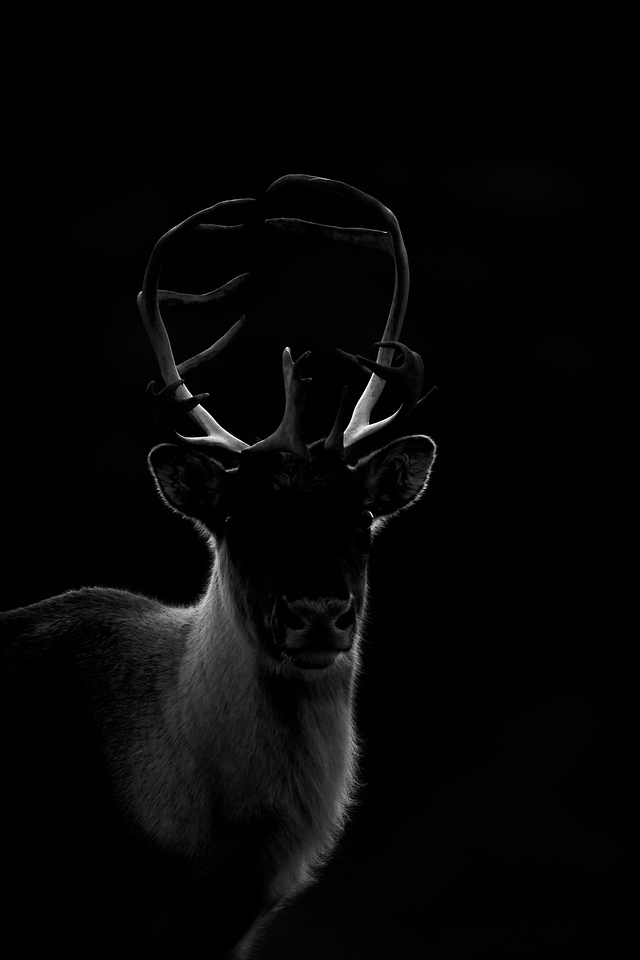 DSC_4666%202-X2.jpg